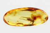 Large Detailed Fossil Fungus Gnat (Mycetophilidae) In Baltic Amber #270608-2